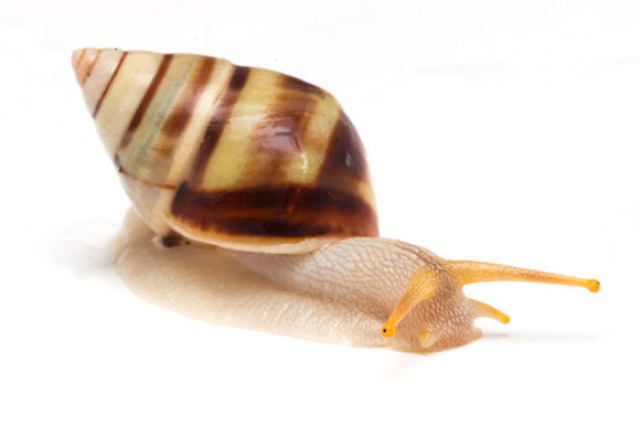 Amphidromus metabletus pachycheilus form trizona Ha Tien, Vietnam adult